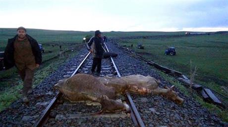 Tren büyükbaş hayvan sürüsüne çarptı