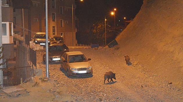 Yaban domuzları şehre indi