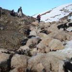 hakkari-koyun-uçurum