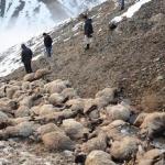 hakkari-koyun-uçurum