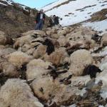 hakkari-koyun-uçurum