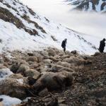 hakkari-koyun-uçurum