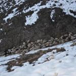 hakkari-koyun-uçurum