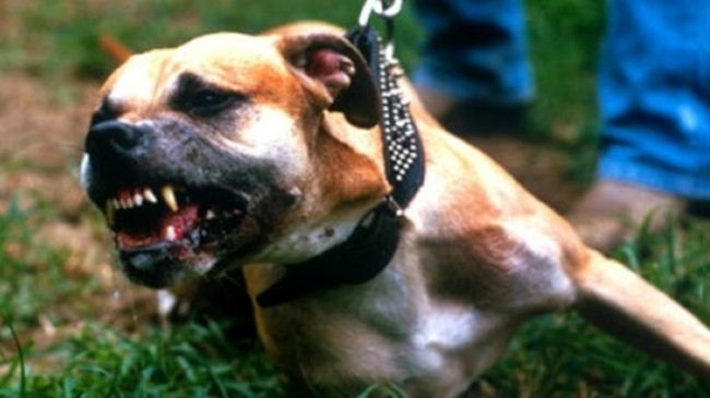 Sokak köpeği 6 aylık bebeği öldürdü