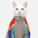 kedi