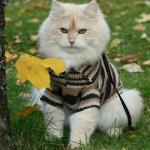 İnternetin en fenomen hayvanı kediler