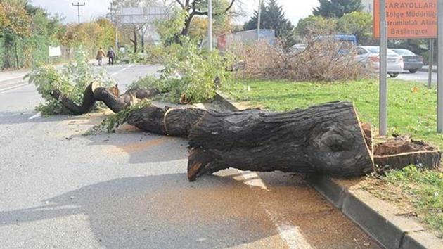 Kavşak için 158 ağaç kesildi!