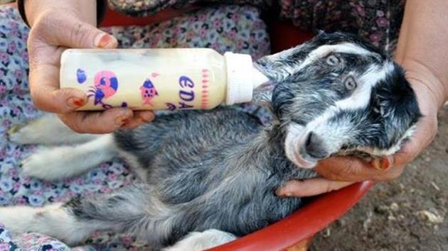 Çift başlı oğlak dünyaya geldi