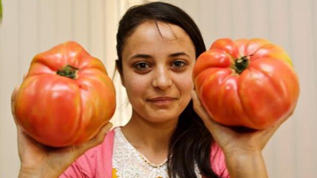 Antalya’da yetiştirilen dev domatesler elde kaldı