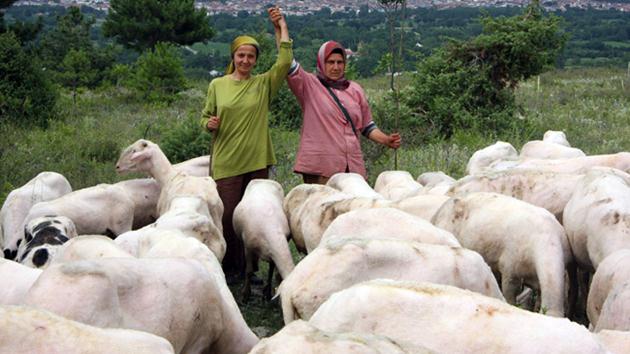 Öğretmenlikten vazgeçip çoban oldu