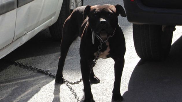 İstanbul’da pittbull dehşeti: 3 yaralı