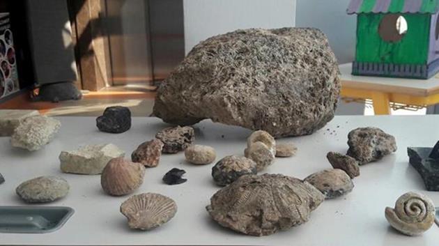 15 milyon yıllık deniz canlısı fosilleri bulundu